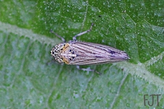 Graphocephala appropinquans