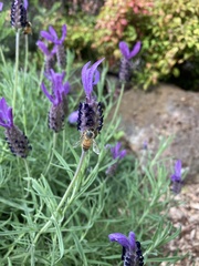 Apis mellifera
