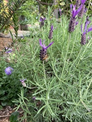 Apis mellifera