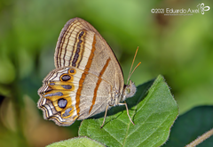 Splendeuptychia kendalli