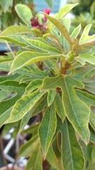 Jatropha integerrima