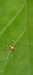 Argyrodes miniaceus