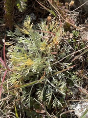 Artemisia umbelliformis