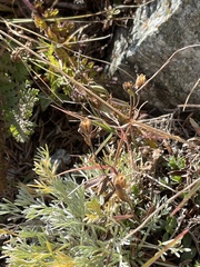 Artemisia umbelliformis