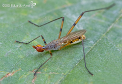 Micropeza stigmatica