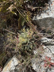 Artemisia umbelliformis