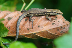 Common Wall Lizard photo 3