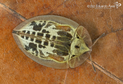 Physonota attenuata