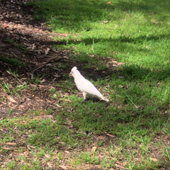 Cacatua tenuirostris