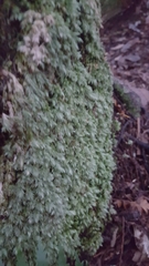 Leucobryum javense
