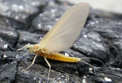 Ephemerella invaria