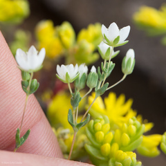 Sabulina californica