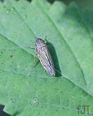 Chlorogonalia losoplanensis