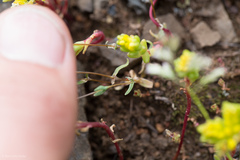 Sabulina californica
