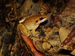 Limnonectes paramacrodon