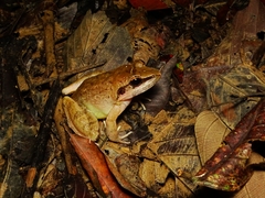 Limnonectes paramacrodon