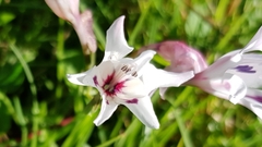 Gladiolus carneus