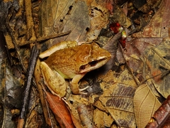 Limnonectes paramacrodon