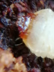 Scolytus intricatus