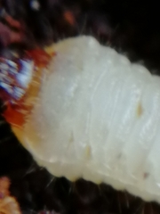 Scolytus intricatus