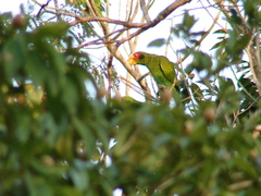 Amazona xantholora