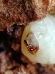 Scolytus intricatus
