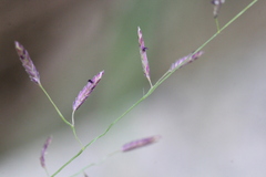Eragrostis atrovirens