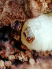 Scolytus intricatus