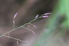 Eragrostis atrovirens