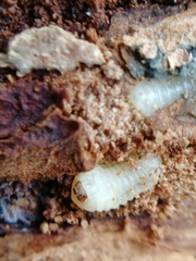 Scolytus intricatus