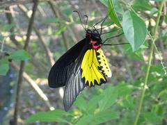 Troides aeacus formosanus