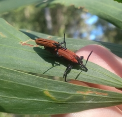 Rhinotia venusta