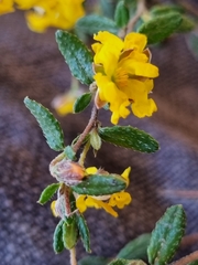 Hibbertia appressa