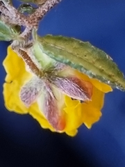Hibbertia appressa