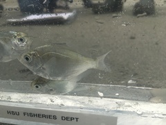 Hyperprosopon ellipticum