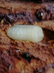 Scolytus intricatus