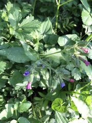 Pulmonaria officinalis