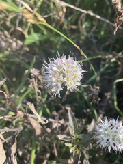 Allium ericetorum