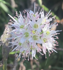 Allium ericetorum