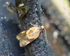 Thapsinotypa anthemodes