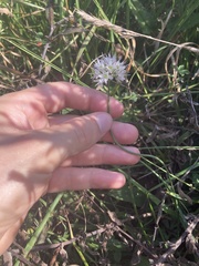 Allium ericetorum