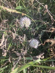 Allium ericetorum