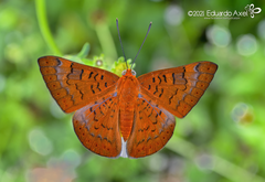 Emesis mandana
