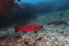 Plectropomus punctatus