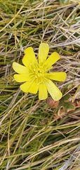 Ranunculus verticillatus
