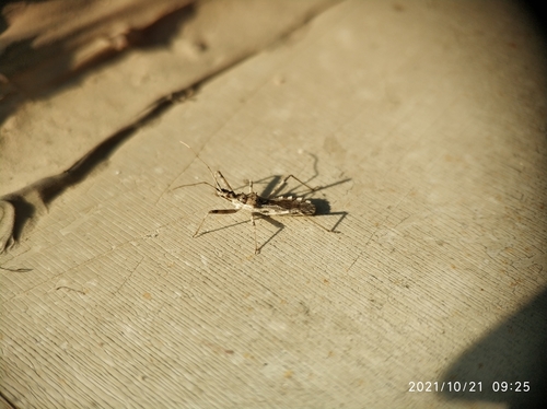 Vachiria natolica