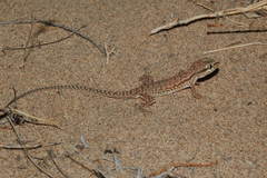 Crossobamon eversmanni