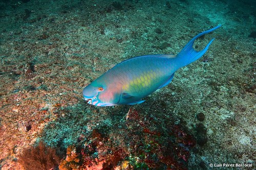 Redlip Parrotfish
