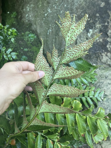 Cyrtomium falcatum