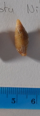 Mitra